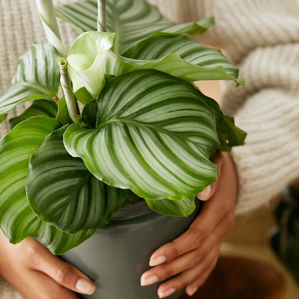 rundcalathea-inspo-l&auml;ttsk&ouml;tta-v&auml;xter.jpg